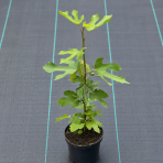 Figovník (ficus carica) ´LITTLE MISS FIGGY´® - výška 40-50 cm, kont. C2L/C3L